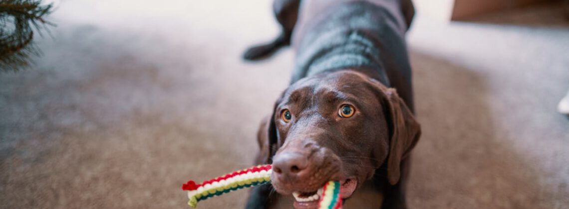 Bruine hond met speeltje