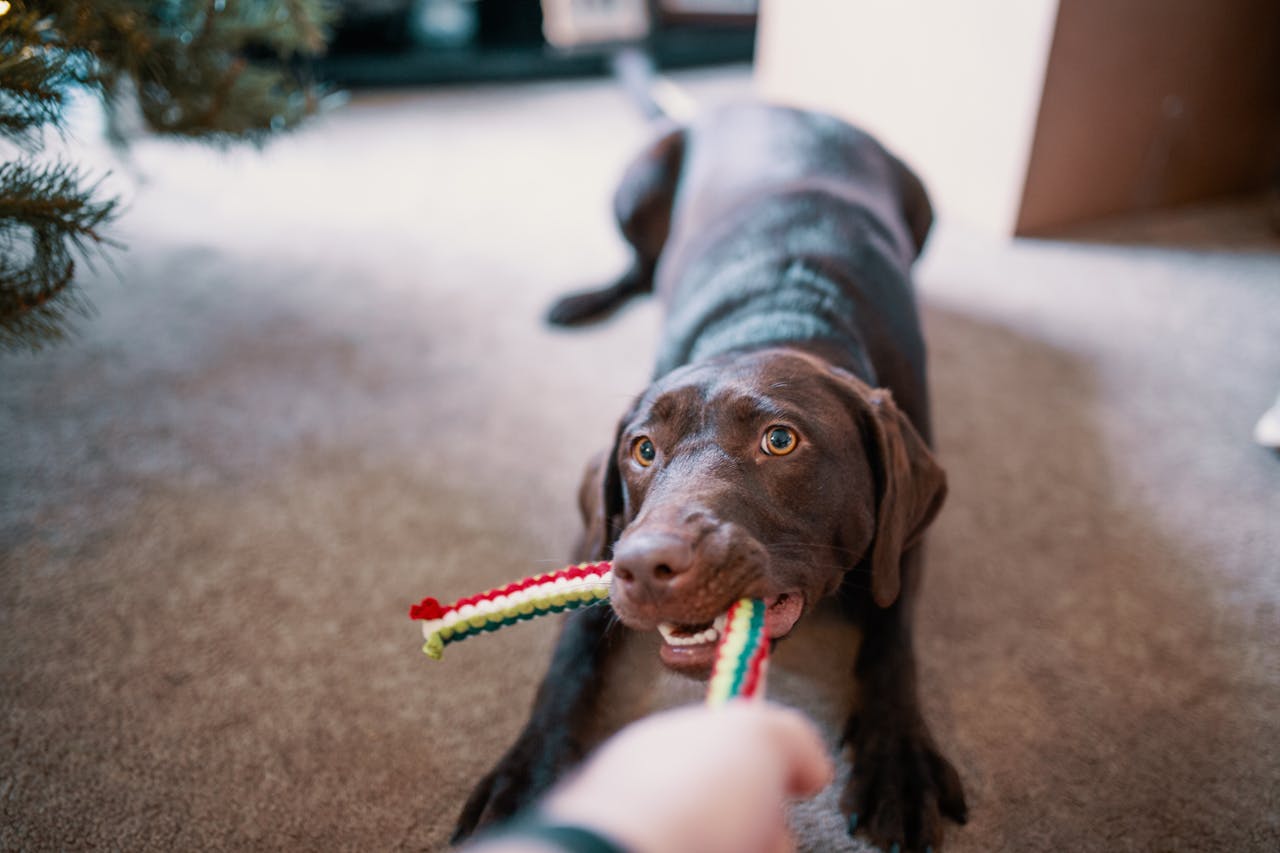 Bruine hond met speeltje